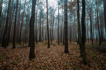 misty autumn forest 