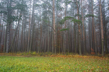 Obraz premium misty autumn forest