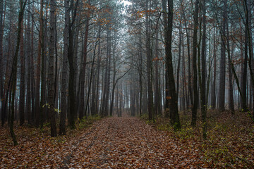 Fototapeta premium misty autumn forest in the morning