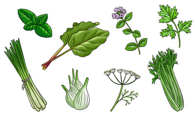 drawing greenery set isolated at white background, hand drawn illustration