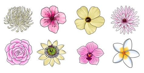 drawing set of different flowers isolated at white background, hand drawn illustration