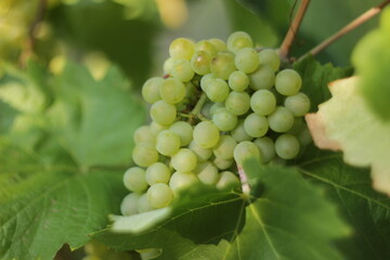 bunch of grapes on vine