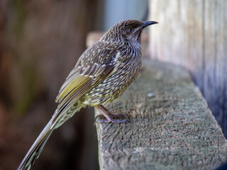 ギンホミツスイ　オーストラリアの鳥