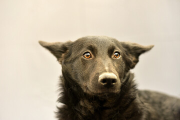 portrait of a black dog on a gray background
