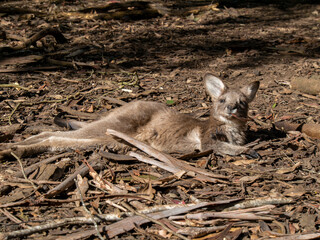 カンガルーの赤ちゃん　寝そべっている様子
