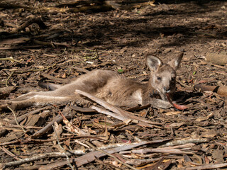 カンガルーの赤ちゃん　寝そべっている様子