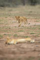 Lion cub