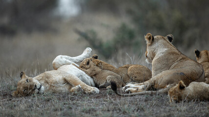 Lion cubs suckling