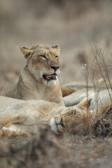 Lioness