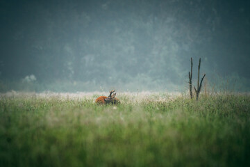 deer in the meadow at fog weather