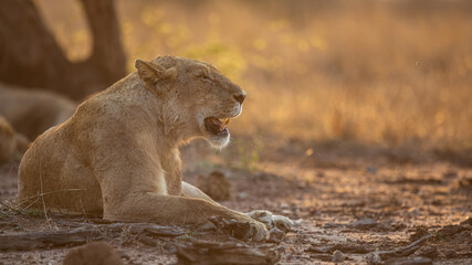 Lioness