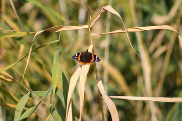 Red admiral butterfly on a plant closeup view with selective focus on foreground