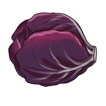 Drawing Head Of Red Cabbage Isolated At White Background, Hand Drawn Illustration