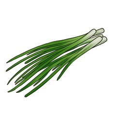 drawing green onion leaves isolated at white background, hand drawn illustration