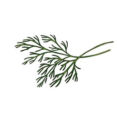 drawing green leaves of dill isolated at white background, hand drawn illustration