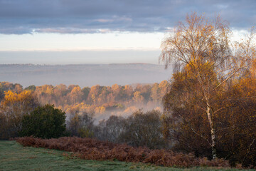 Fototapeta premium Golden autumnal fall tree and leaf colours at the Downs Banks, Barlaston in Staffordshire.