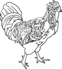 Hen Houdan chicken standing side view. Black and white vector hand drawn illustration.