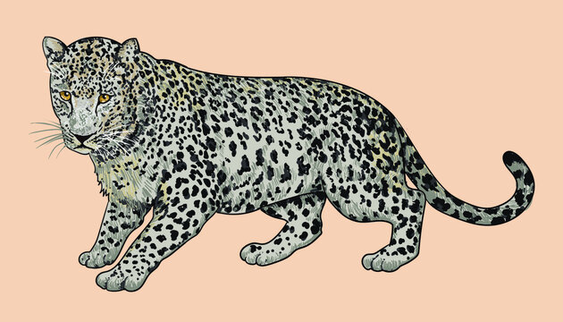 Arabian leopard pictures, rare, wild aniaml, art.illustration, vector