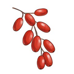drawing red berries of barberry , hand drawn vintage illustration