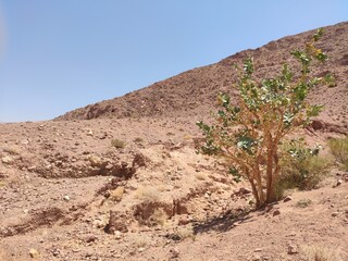 Dana, la plus grande réserve naturelle de Jordanie, marche en plein milieu d'une zone montagneuse...