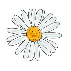 drawing flower of daisy isolated at white background, hand drawn illustration