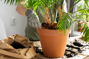 The process of transplanting an adult houseplant Chamaedorea into a larger clay pot, a woman transplants a flower, gardening as a hobby