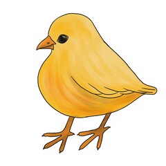 drawing little yellow chick at white background,hand drawn illustration