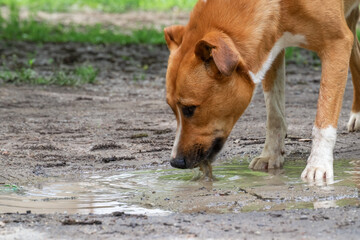 Naklejka premium Red dog drinks water from a puddle