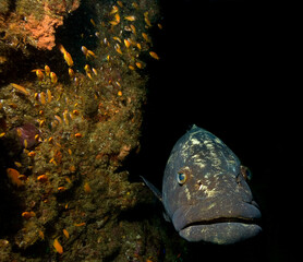 Close up of a big grouper and small fish.