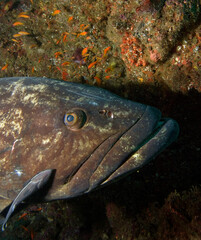 Close up of a big grouper and small fish.