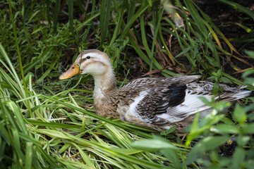 Goose in nature. Domestic bird. Goose on a background of green grass.