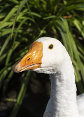 Goose in nature. Domestic bird. Goose on a background of green grass.
