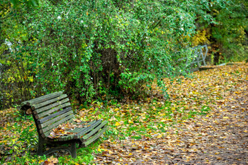 Fototapeta premium path in the park with dry leaves and bench