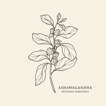 Hand drawn ashwagandha. Botanical illustration for organic cosmetics, ayurveda, alternative medicine