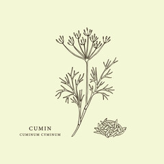 Hand drawn cumin. Botanical illustration