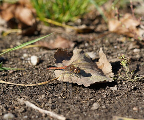 Brown dragonfly sitting on a leaf. Perfect coverage.