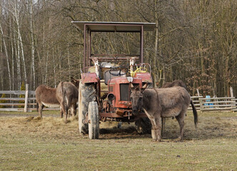 An old tractor belonging to donkeys. © Markta