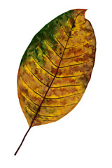 Аutumn leaf of walnut tree on white background. 