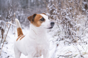Portrait of Jack Russell Terrier dog standing in the winter forest. The hunting dog froze in a stance, tail up, looking into the distance.