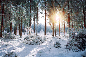 Winter landscape with snow covered trees and sunlight.
