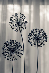 Dry onion inflorescences shaped like a coronavirus