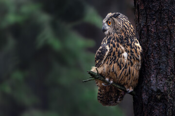 Medium-sized, rather slender owl with long 