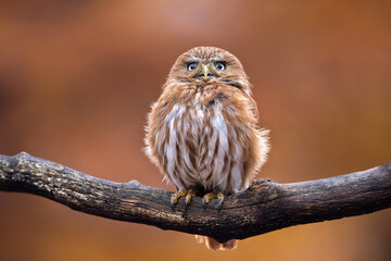 Widespread and generally common little owl of tropical lowlands, often seen and heard during the daytime. Favors open tropical woodland and edge, second growth areas with trees.