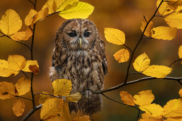 Medium-sized owl with deep black eyes; strictly nocturnal and infrequently seen. Brown to...