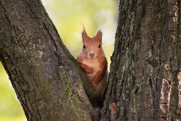 Very curious squirrel looking in between big branches of a tree. Fresh green background. Squirrels are members of the family Sciuridae, a family that includes small or medium-size rodents.