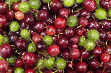 Ripe red and green gooseberries