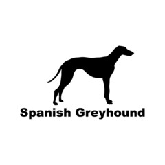 spanish greyhound