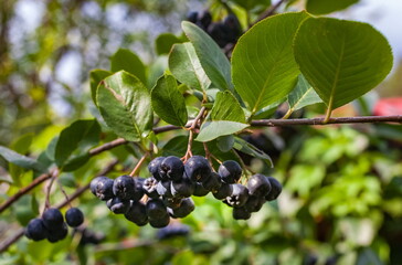 Bunches of black mountain ash closeup on the background of leaves