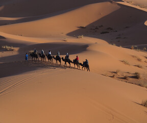 Fototapeta na wymiar Camels in the desert. Caravan.