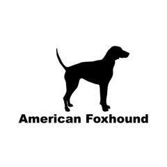 american foxhound